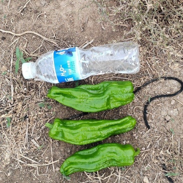 芜湖椒六月下旬大量上市，货源充足，欢迎各位老板实地考察。