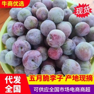 四川李子五月脆脱骨李李子大量支持电商一件代发