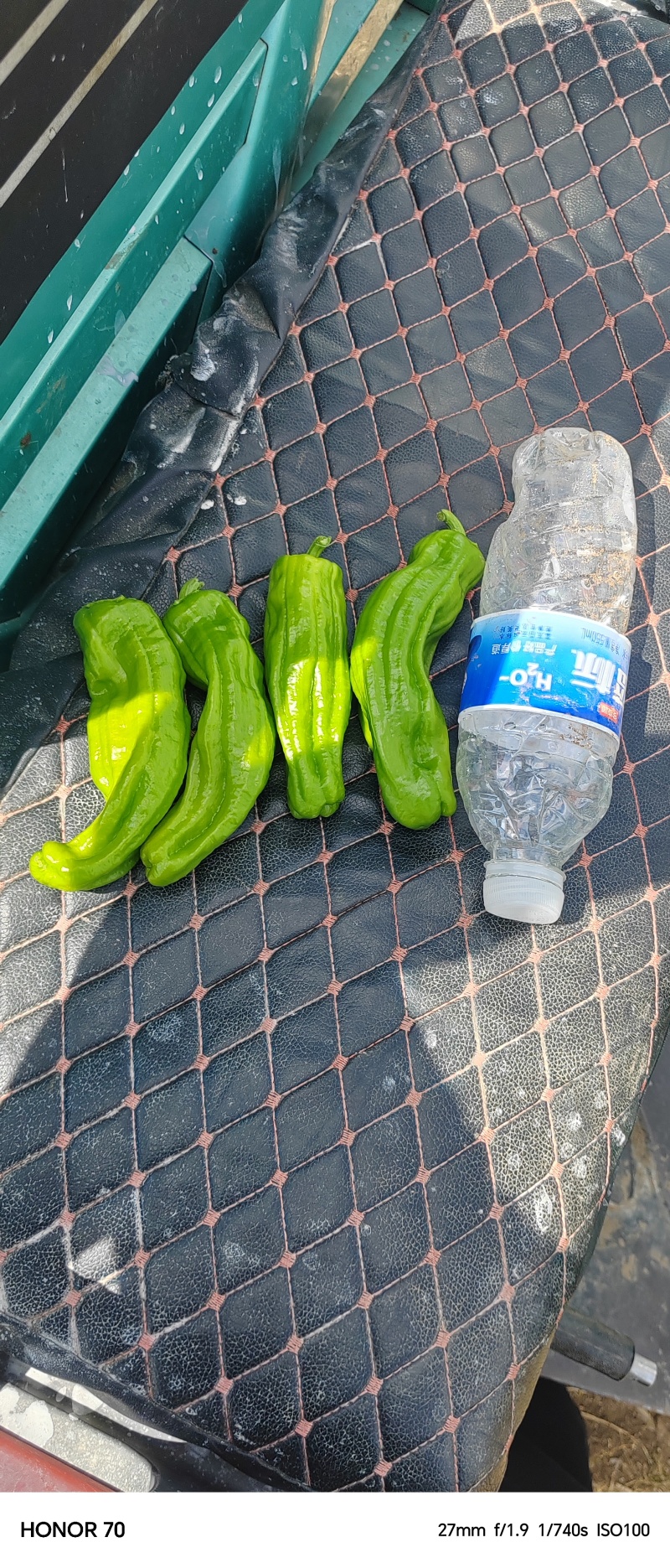芜湖椒六月下旬大量上市，货源充足，欢迎各位老板实地考察。