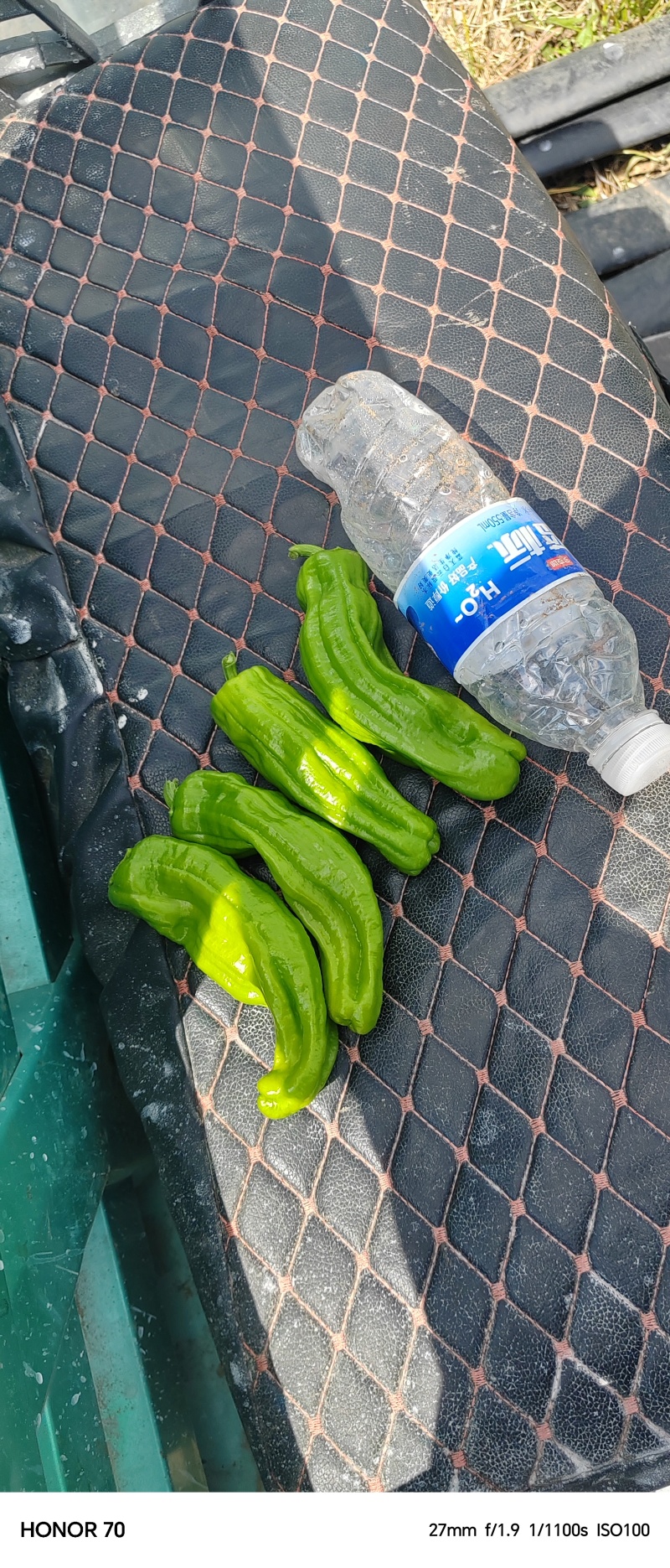 芜湖椒六月下旬大量上市，货源充足，欢迎各位老板实地考察。