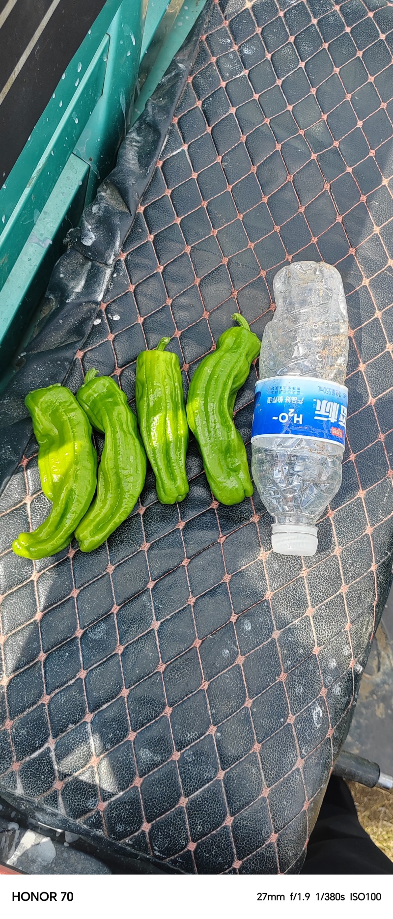 芜湖椒六月下旬大量上市，货源充足，欢迎各位老板实地考察。