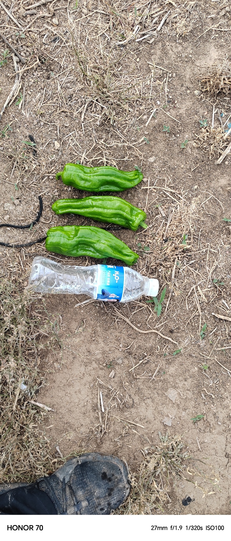 芜湖椒六月下旬大量上市，货源充足，欢迎各位老板实地考察。