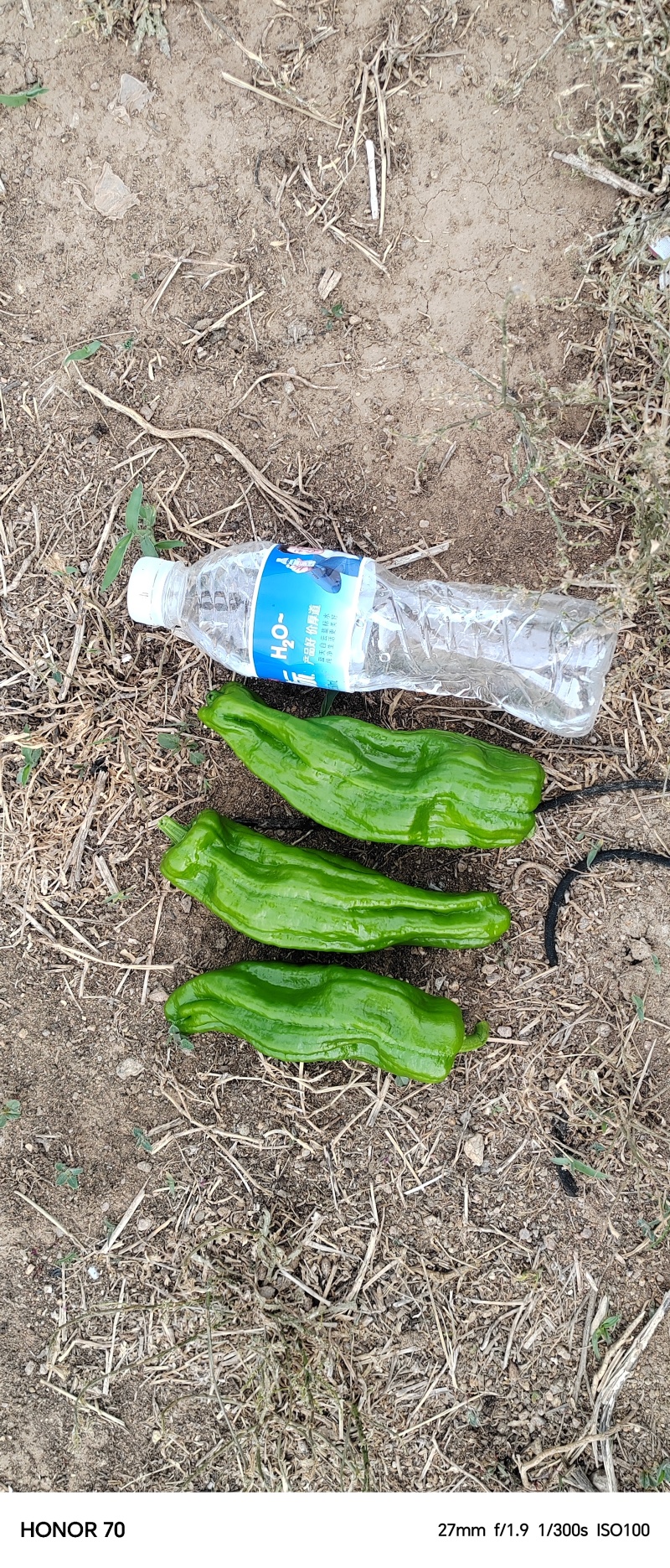 芜湖椒六月下旬大量上市，货源充足，欢迎各位老板实地考察。