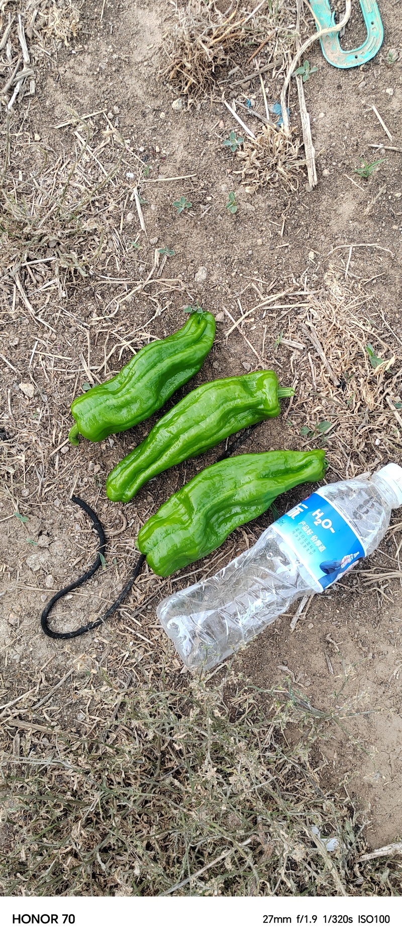 芜湖椒六月下旬大量上市，货源充足，欢迎各位老板实地考察。