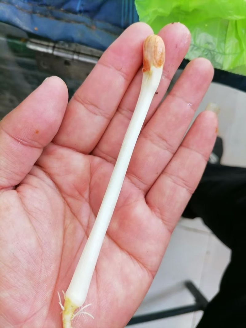 辽宁精品花生芽品质上乘诚信长期供货