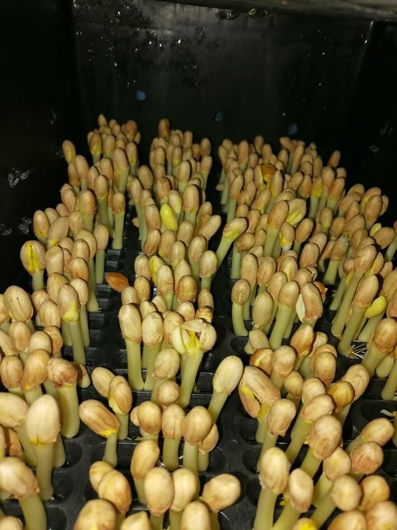 辽宁精品花生芽品质上乘诚信长期供货