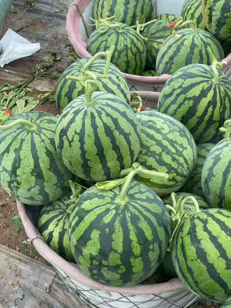 美都西瓜江苏西瓜产地一手货源供加工厂量大优惠