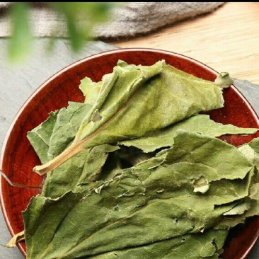 干绿柿叶，霜后柿叶产地