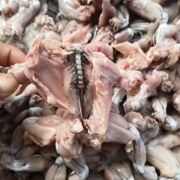 蟾蜍肉大量出售！！