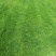 【优质推荐】草坪草大量有货量大从优一手货源保质保量
