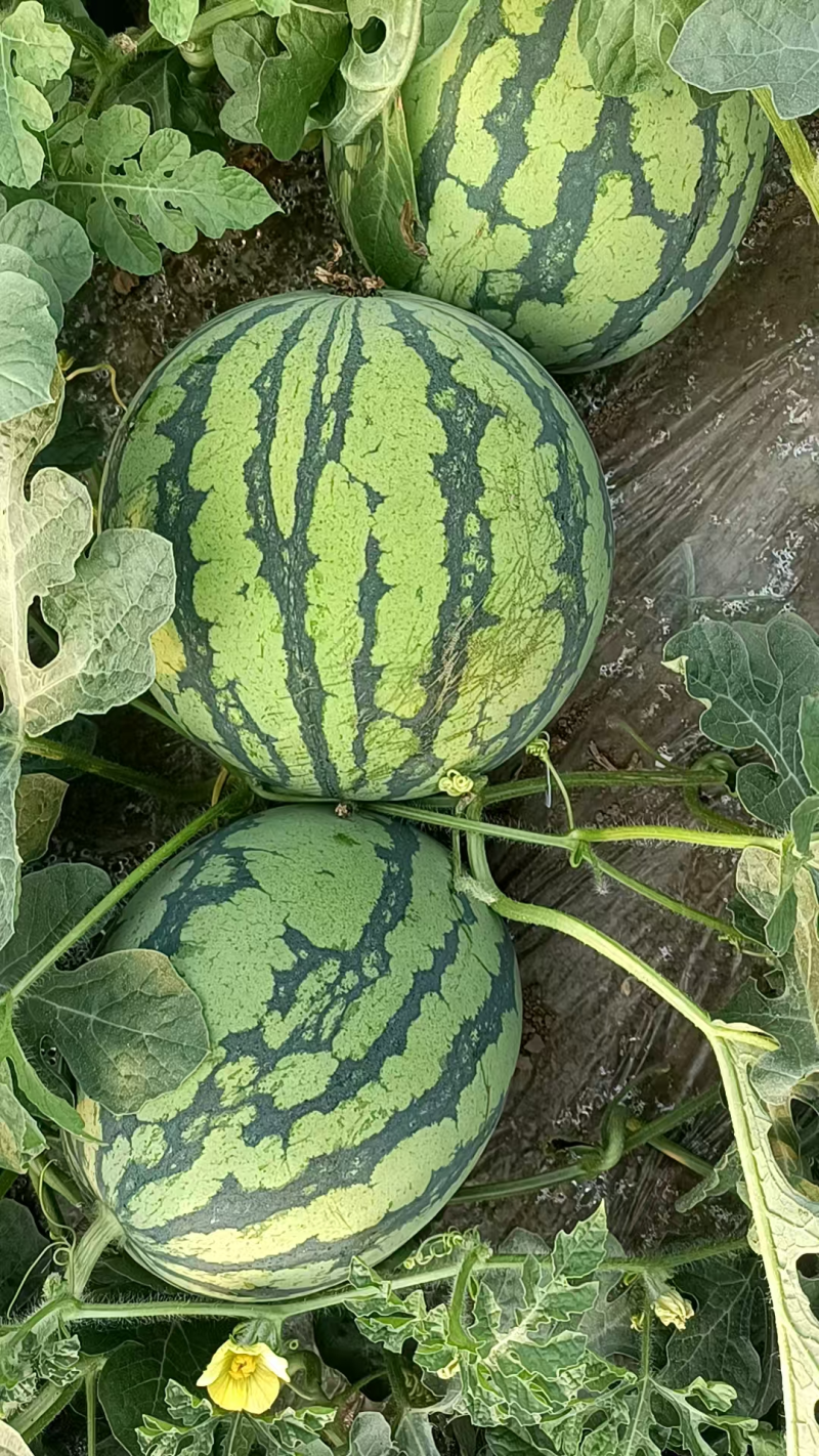 美都西瓜精品西瓜对接加工厂量大优惠视频看货