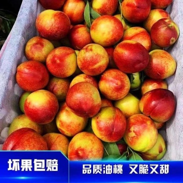 《中油油桃》中油18号/陕西油桃/产地货源/全国供应批发