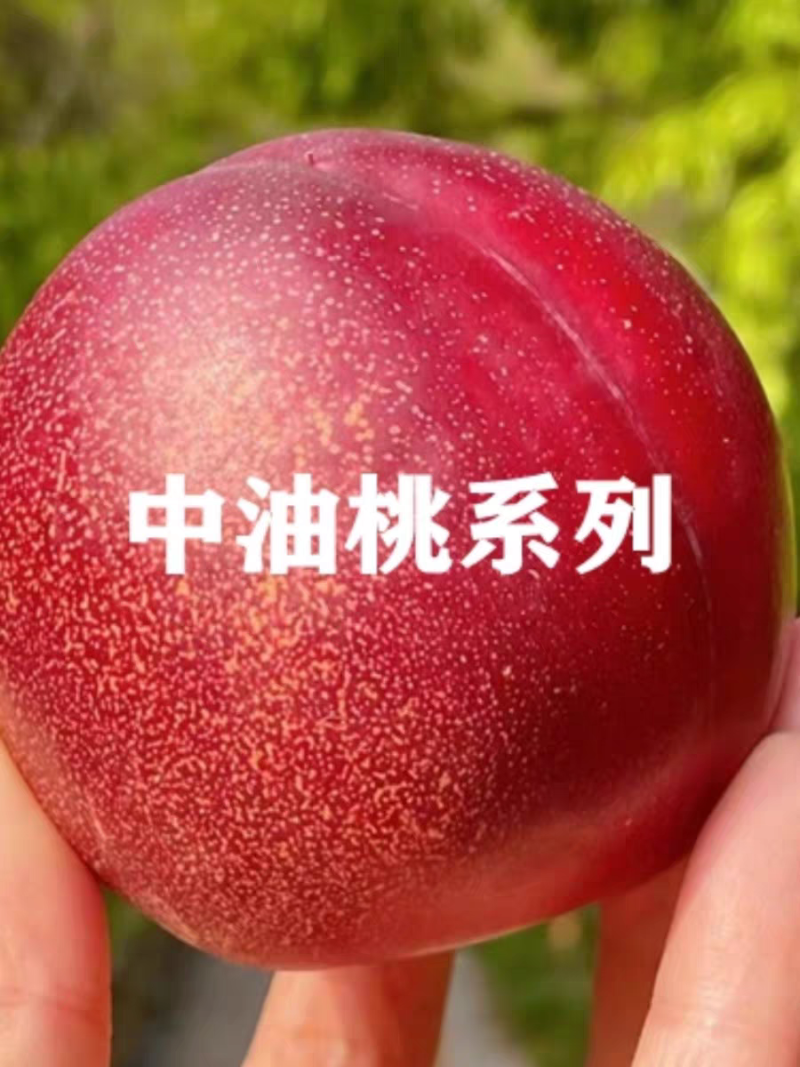《中油油桃》中油18号/陕西油桃/产地货源/全国供应批发