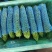 精品苦瓜产地直发