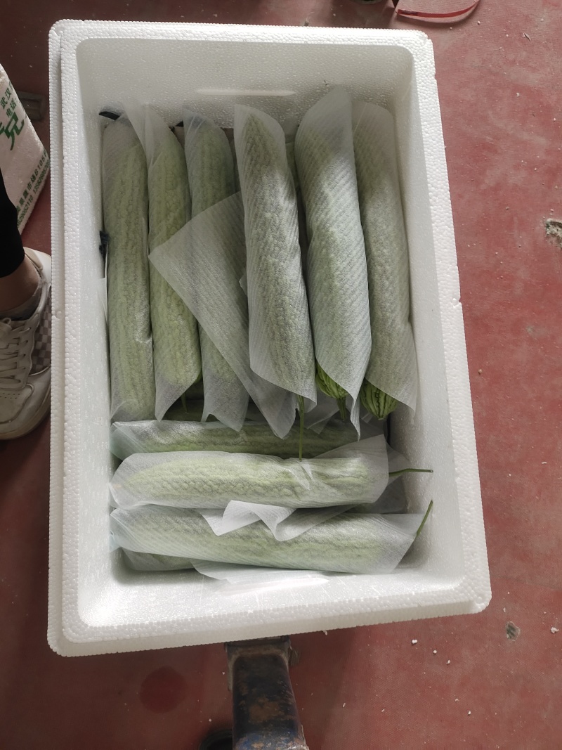 精品苦瓜产地直发