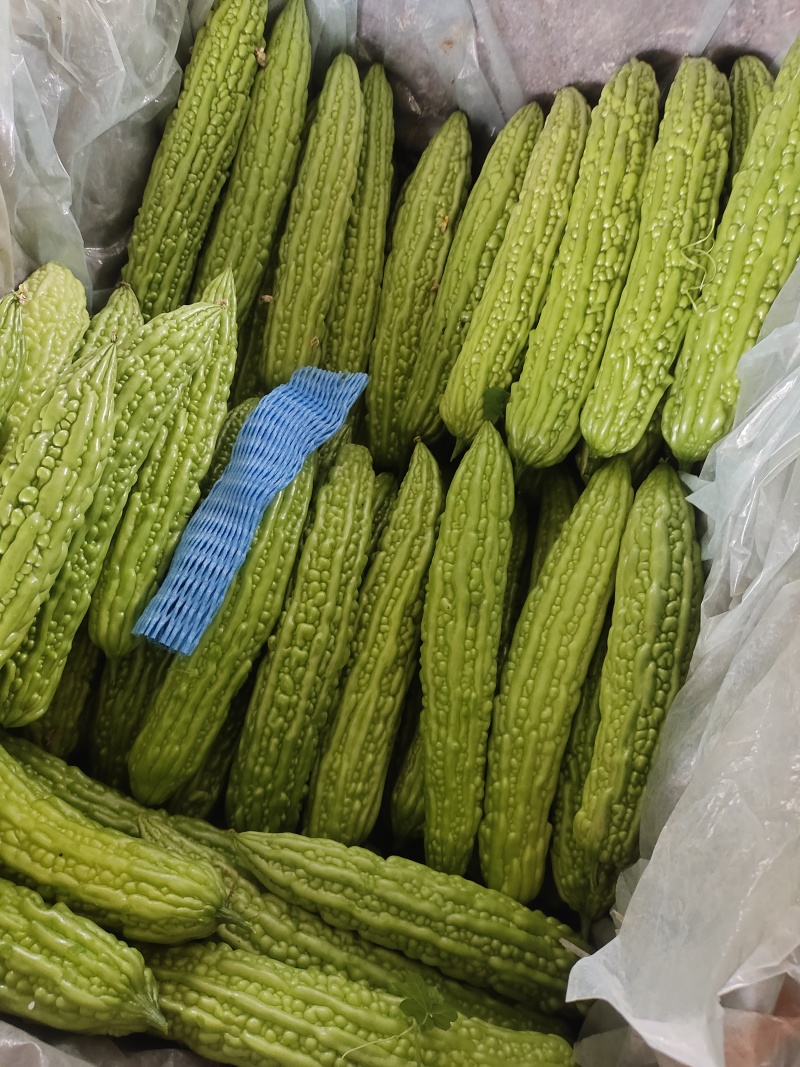 精品苦瓜产地直发