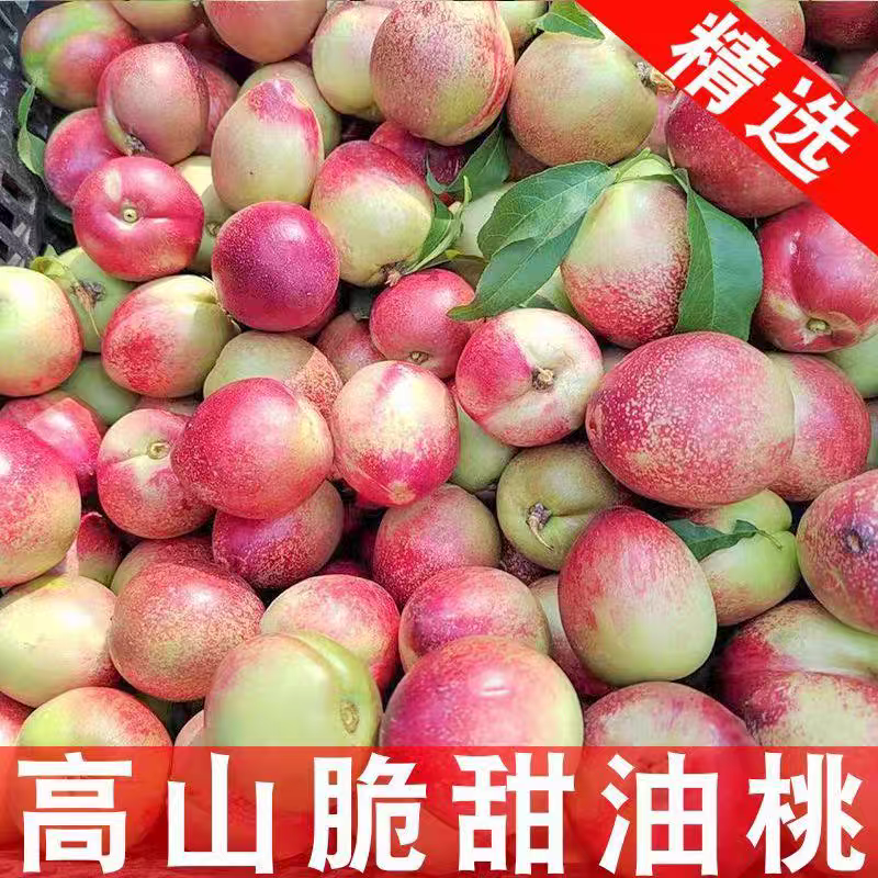 【推荐】陕西油桃产地货源全国代发可视频看货欢迎致电
