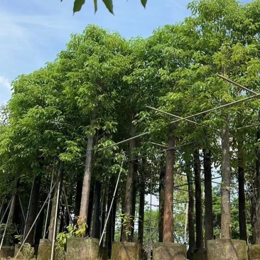 15分香樟/广东揭阳基地直销399元/棵