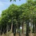 15分香樟/广东揭阳基地直销399元/棵