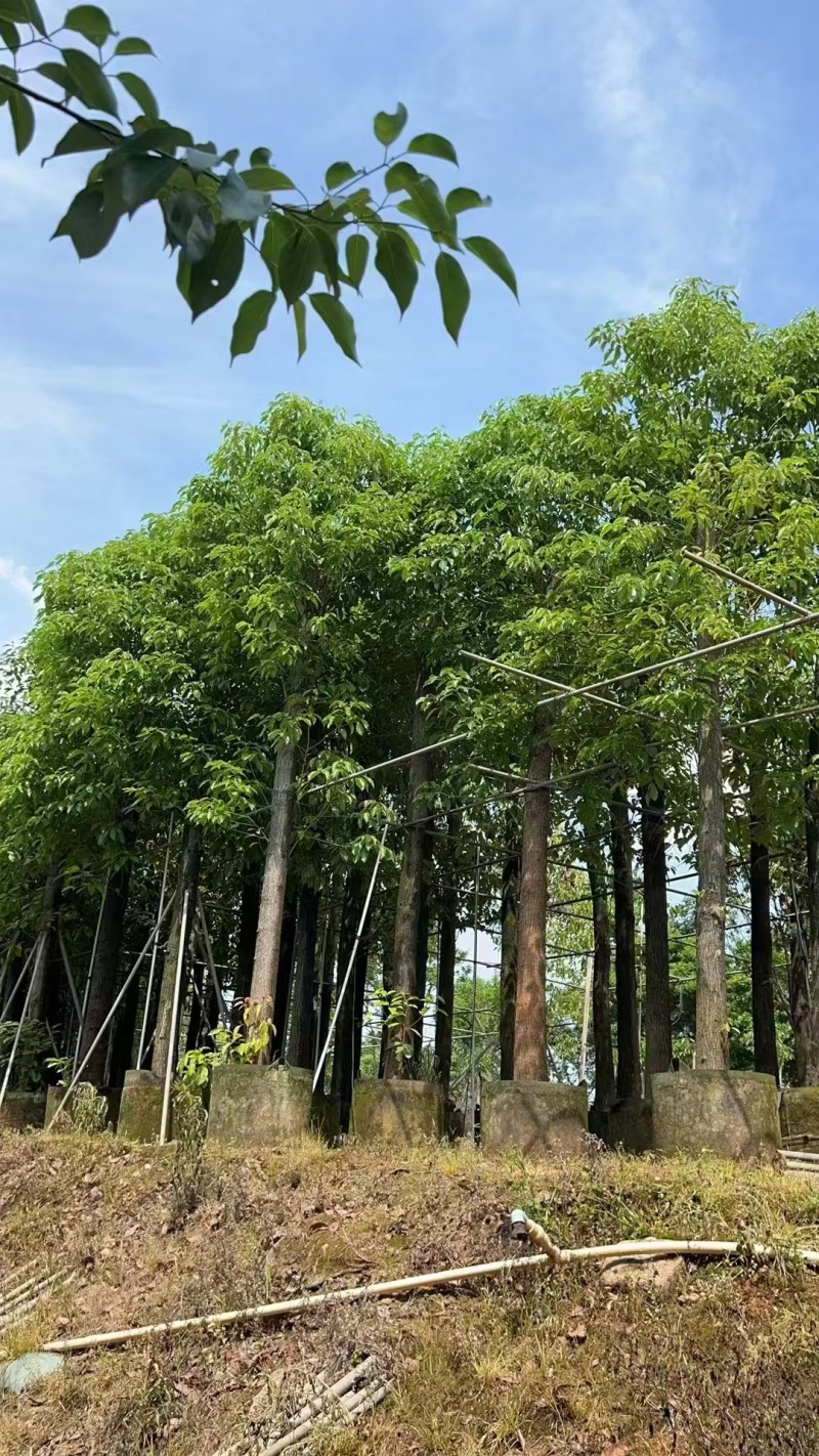 15分香樟/广东揭阳基地直销399元/棵