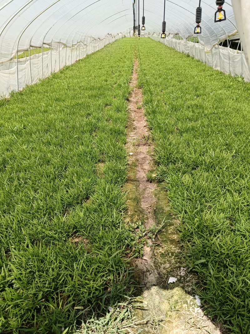 精品头刀：空心菜