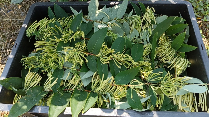 新鲜金银花，湿金银花