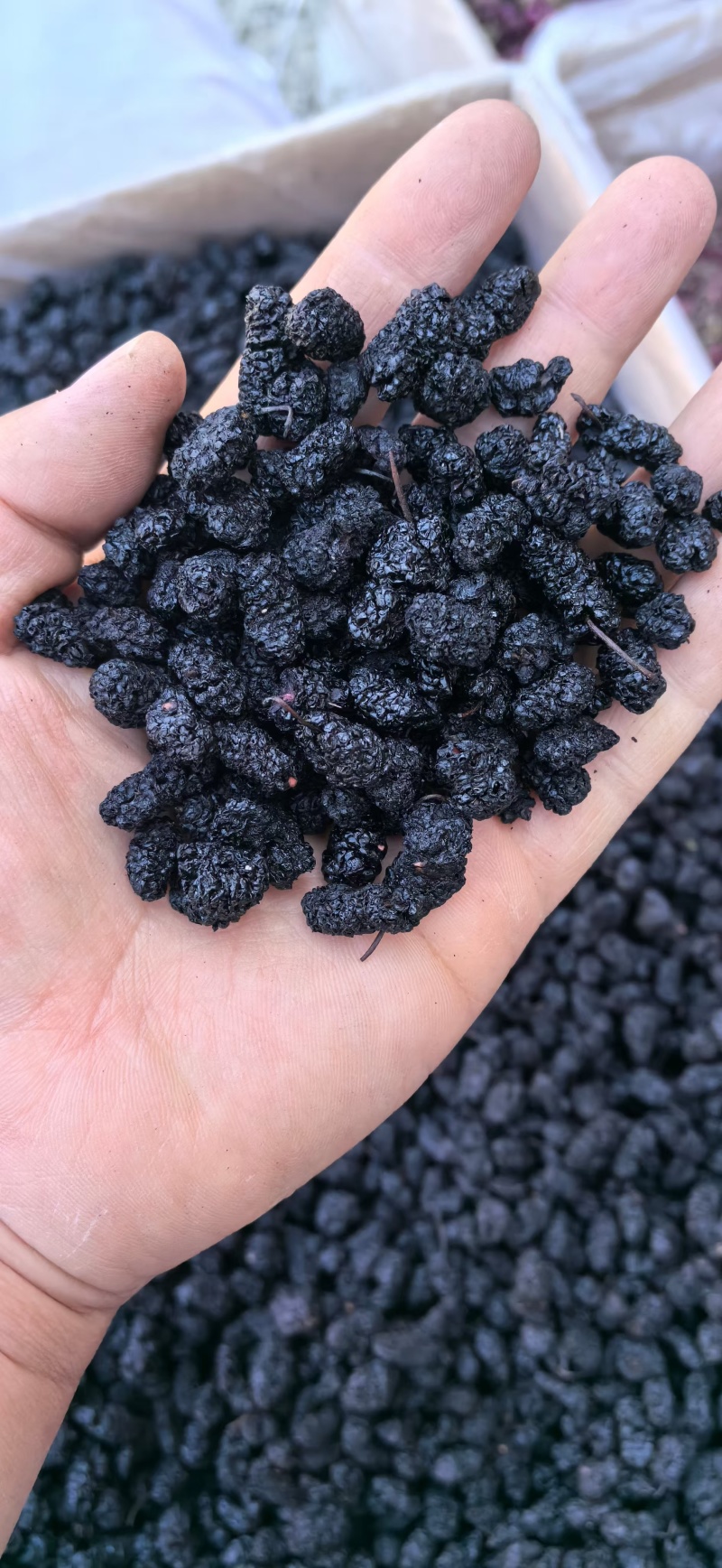 桑葚干选货大粒泡水泡酒1斤包邮量大优惠