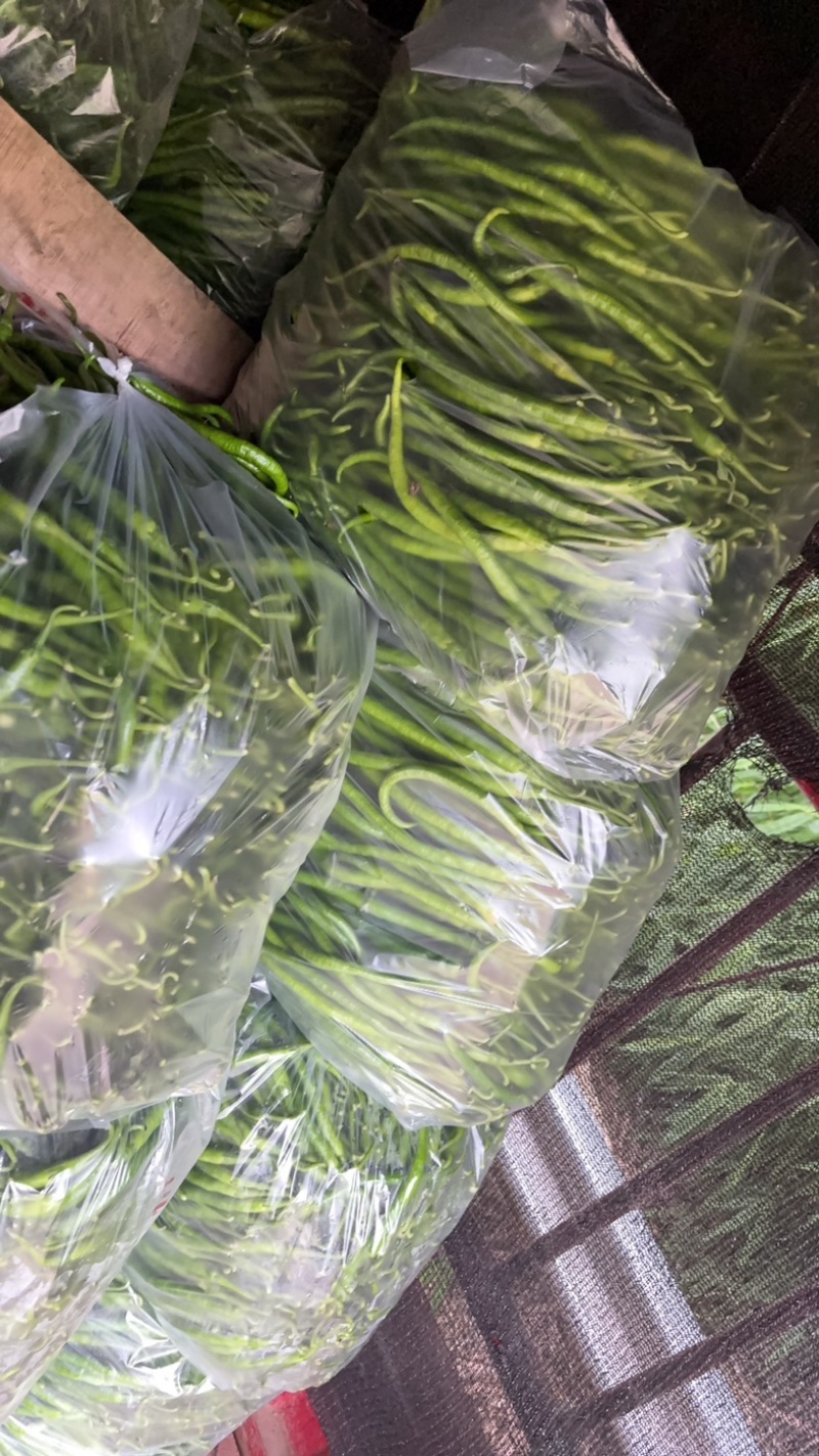 薄皮二荆条辣椒