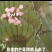 骨碎补干货