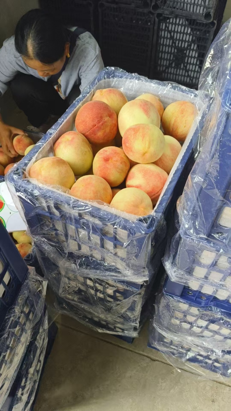 《推荐》陕西美脆毛桃基地直发保质保量一条龙服务量大从优