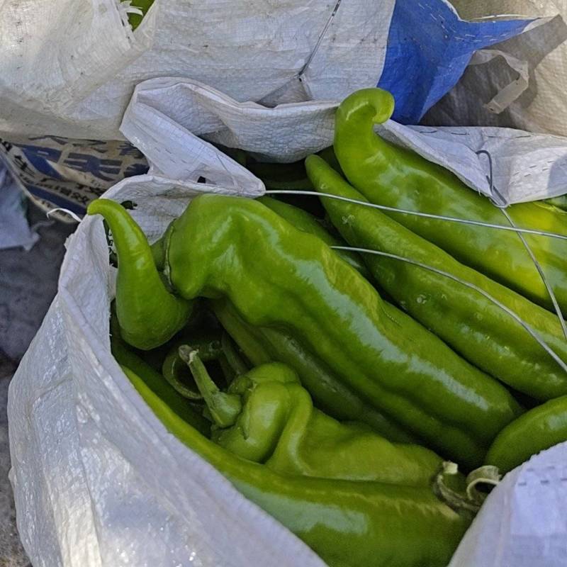 黄皮尖椒1.5元