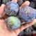 量大质优，价格优惠，果子脆甜，基地直发