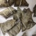 推荐各种口感粽子白米粽蜜枣红豆粽蛋黄肉粽代发，零售十批发