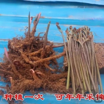 蕨菜种苗，根系苗易成活。