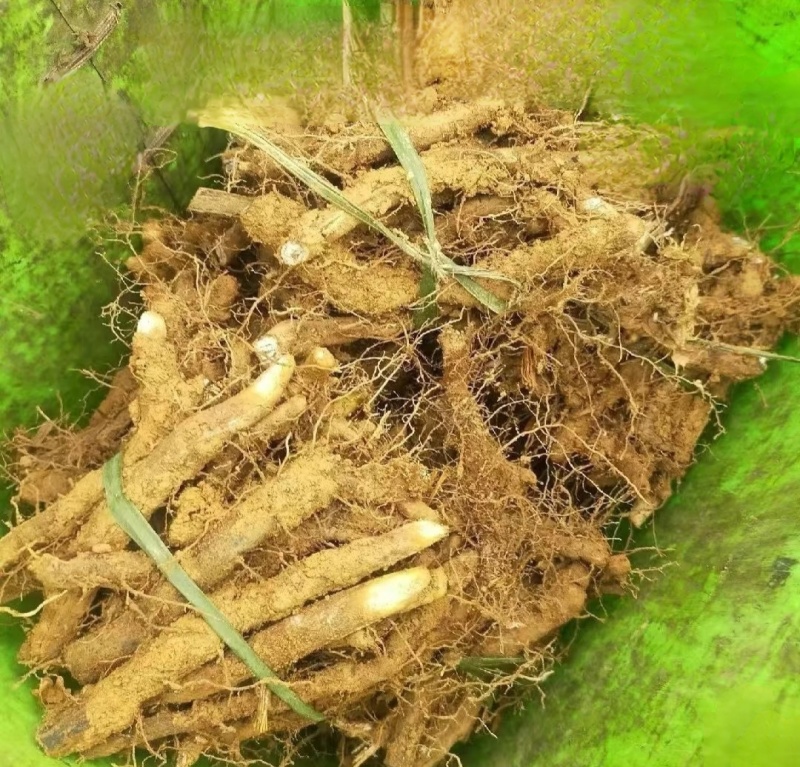 蕨菜种苗，根系苗易成活。
