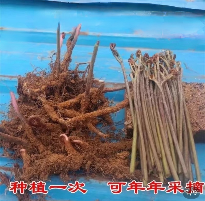 蕨菜种苗，根系苗易成活。