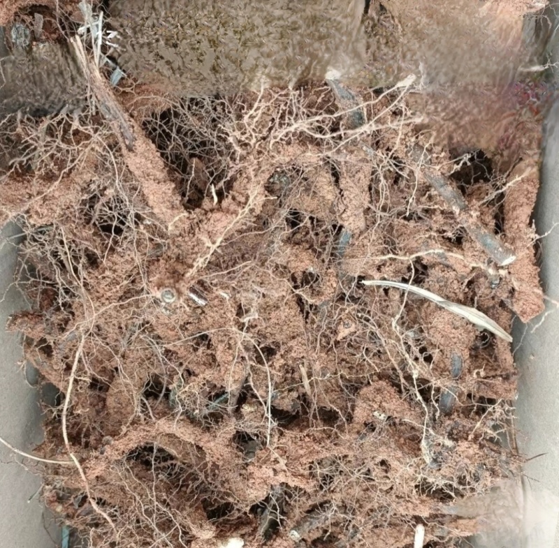 蕨菜种苗，根系苗易成活。