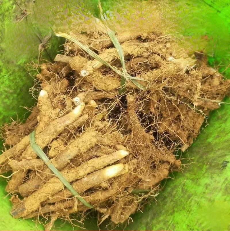 蕨菜种苗，根系苗易成活。