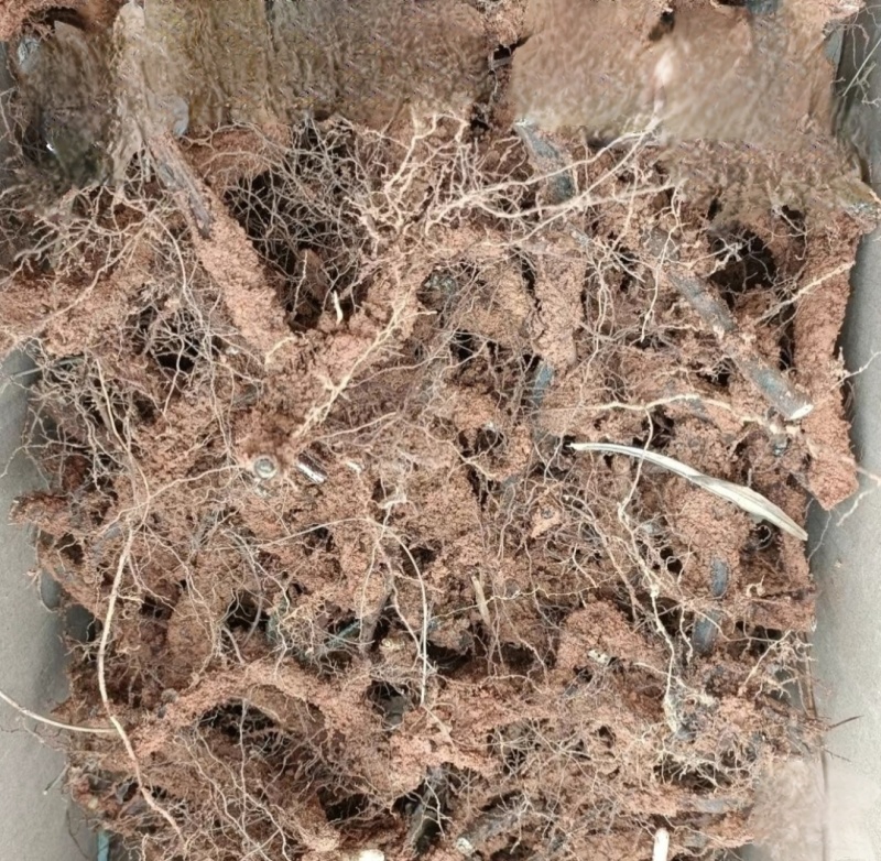 蕨菜种苗，根系苗易成活。