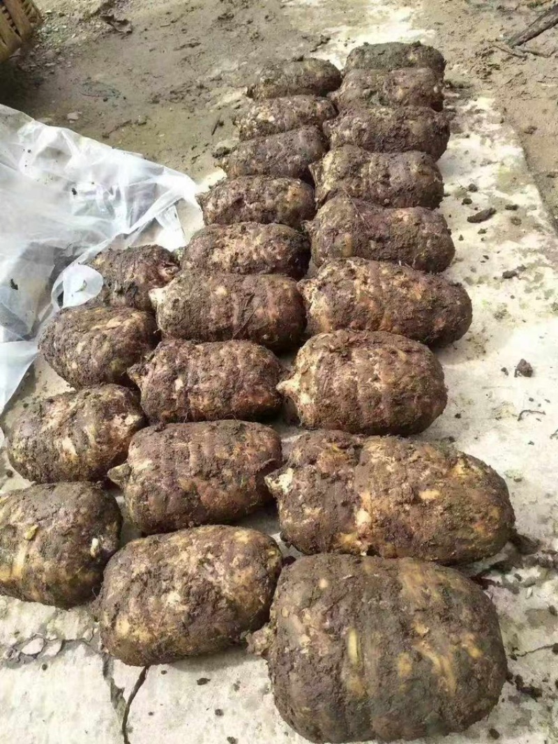 天麻新鲜天麻乌天麻成品大个子天麻