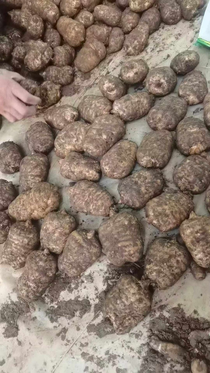 天麻新鲜天麻乌天麻成品大个子天麻