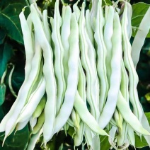 精品芸豆白不老货源充足量大从优质量保证基地供应诚信经营