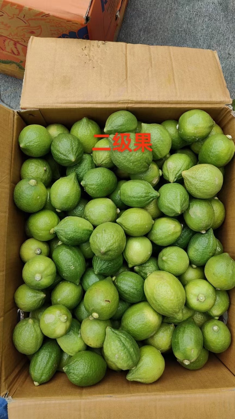 香水柠檬