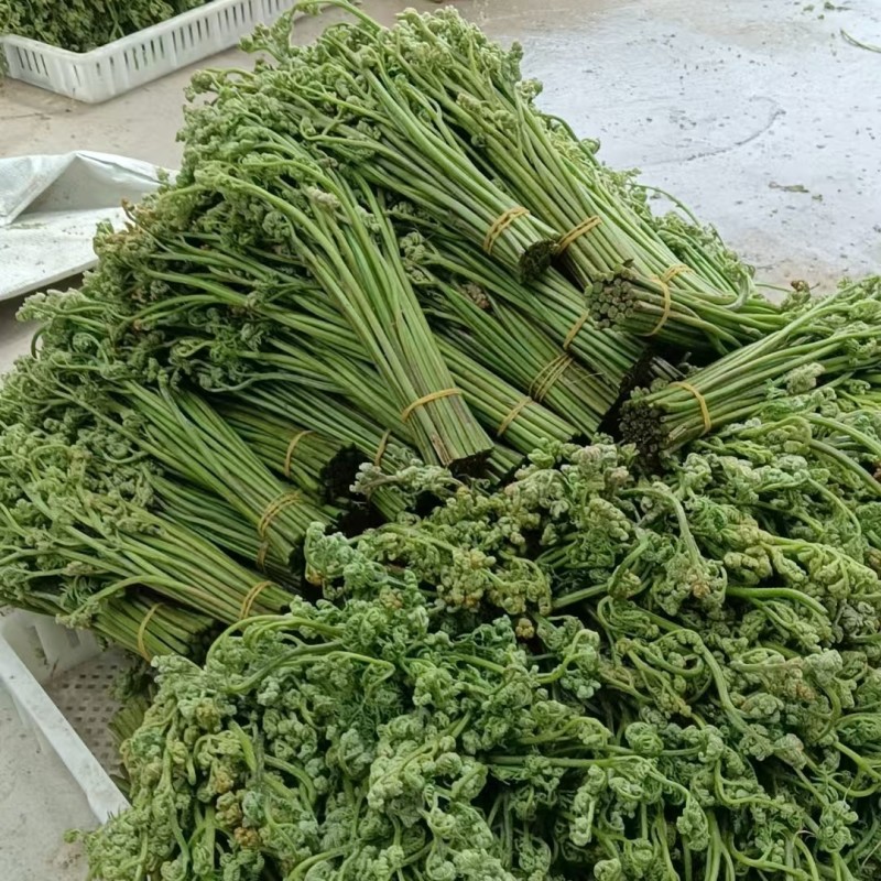 新鲜蕨菜甘肃特产野生蕨菜