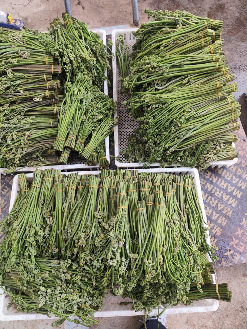 新鲜蕨菜甘肃特产野生蕨菜