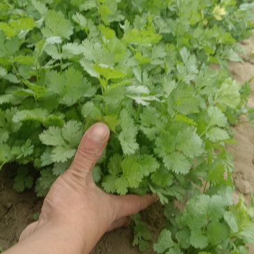 大叶香菜