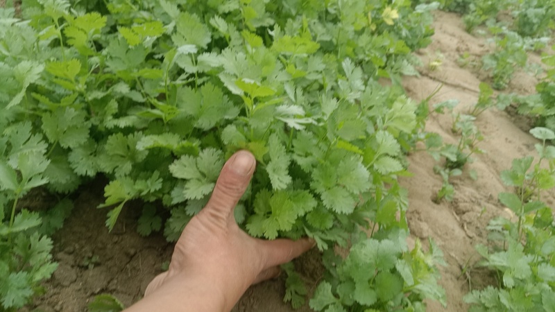 大叶香菜