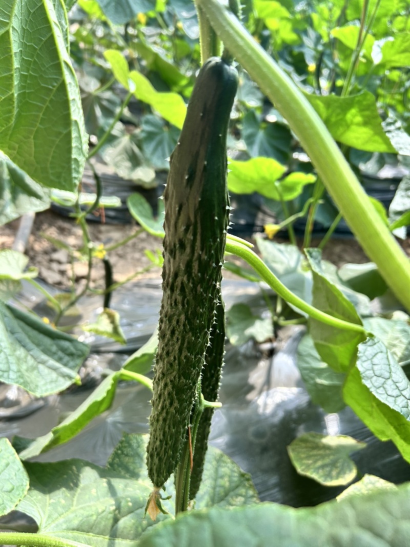 天津科润津优458露地黄瓜种子20g春秋露地耐热抗病