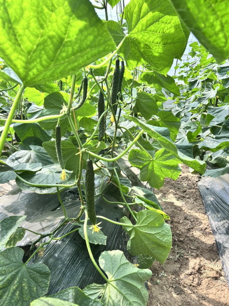 天津科润津优458露地黄瓜种子20g春秋露地耐热抗病