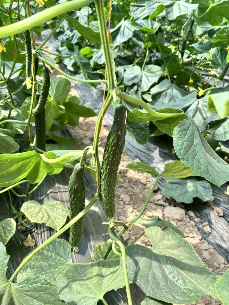 天津科润津优458露地黄瓜种子20g春秋露地耐热抗病